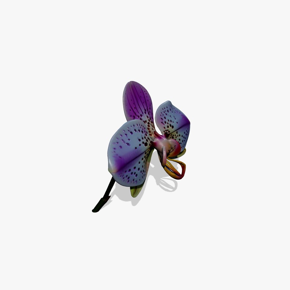 Vanda Orchid Flower Realistic 3D Model Pack